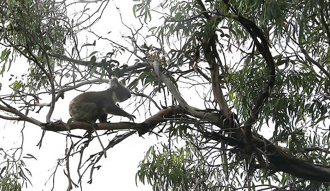 ‘레이먼드 아일랜드’에서 만난 야생 코알라. 최근 20년간 개체 수가 급감해 멸종 위기에 처한 야생 동물이다. 박미향 기자