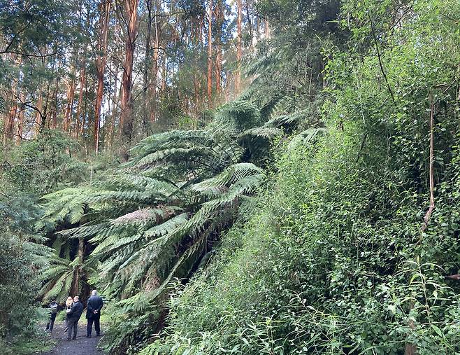 깁슬랜드 타라불가 국립공원은 울창한 냉온대 우림이 어우러진 곳이다. 원시 자연을 목도한 듯한 기분이 든다. 거대한 자연을 탐험하게 하는 독특한 여행지다. 박미향 기자