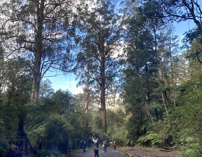 깁슬랜드 타라불가 국립공원은 울창한 냉온대 우림이 어우러진 곳이다. 원시 자연을 목도한 듯한 기분이 든다. 거대한 자연을 탐험하게 하는 독특한 여행지다. 박미향 기자