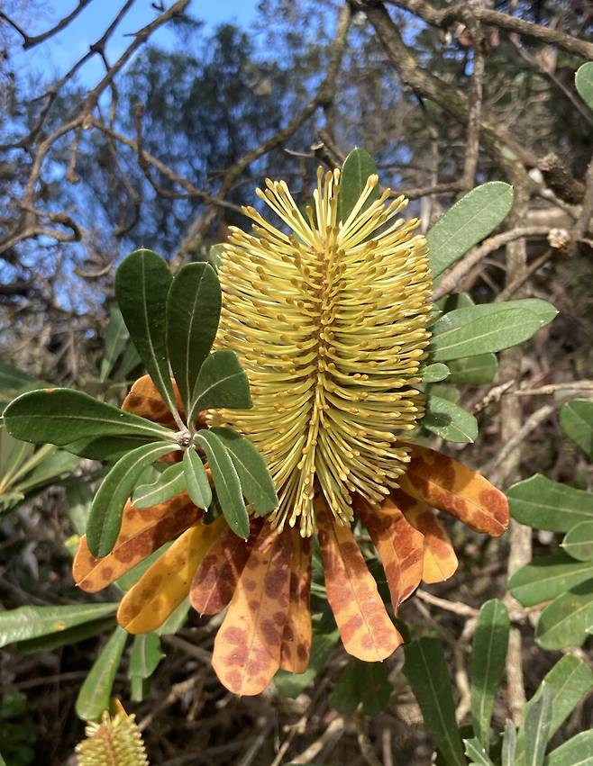 빅토리아주 작은 해안 마을인 말로 인근에 있는 스노이강 하구 여행에서 만나는 식물. 박미향 기자