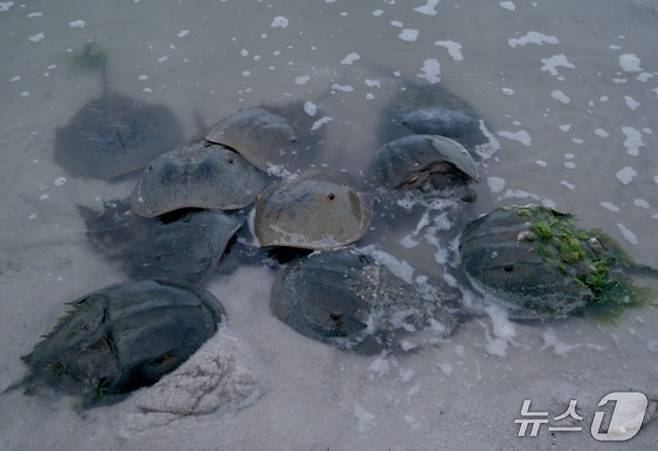 투구게(휴메인 월드 포 애니멀즈 제공) ⓒ 뉴스1