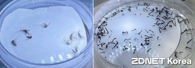 (왼쪽부터) 모기 건조표본, 토고숲모기 유충