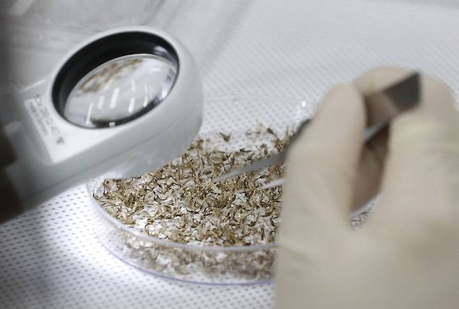 경기도 수원시 권선구 경기도보건환경연구원에서 연구원들이 채집한 모기를 분류하고 있다. 공동취재사진