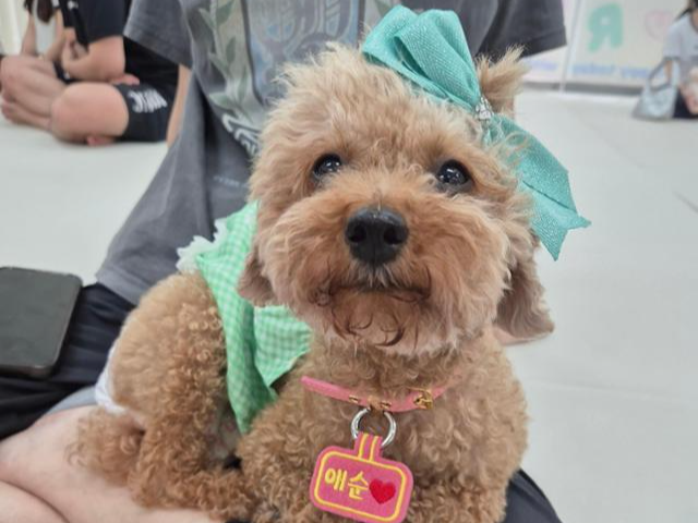 사람 무릎 위에 안겨 있는 걸 좋아하는 애순이. 네스트 제공