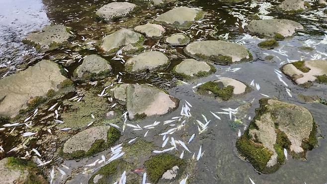 오늘(22일) 낮 제주시 내도동 도근천 물고기 집단폐사 현장. (사진, 신동원 기자)