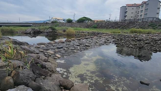 오늘(22일) 낮 제주시 내도동 도근천 물고기 집단폐사 현장. (사진, 신동원 기자)