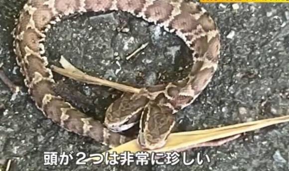 지난해 일본 후쿠오카현에서 발견된 쌍두사. 뉴시스