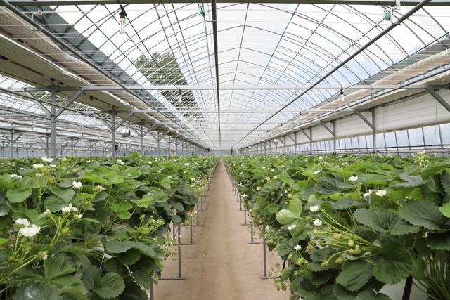 여름딸기농장/무주군