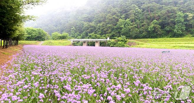 단양군 가곡면 고운골 버베나 꽃밭.(단양군 제공, 재판매 및 DB금지) /뉴스1