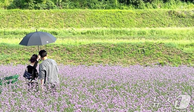 단양군 가곡면 고운골 버베나 꽃밭.(단양군 제공, 재판매 및 DB금지) /뉴스1