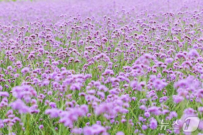 단양군 가곡면 고운골 버베나 꽃밭.(단양군 제공, 재판매 및 DB금지) /뉴스1