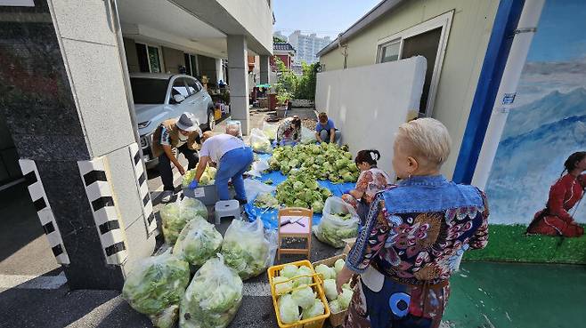18일 광주광역시 광산구 월곡동 고려인마을에서 자원봉사자들이 전남 해남의 한 농장에서 일손돕기 보답으로 보낸 양상추를 정리하고 있다. 고려인마을 제공