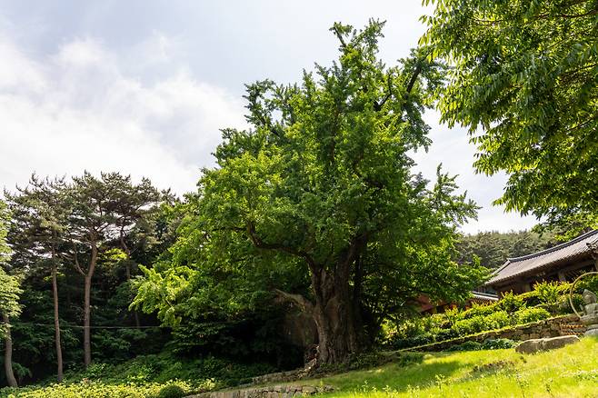태안 흥주사 은행나무