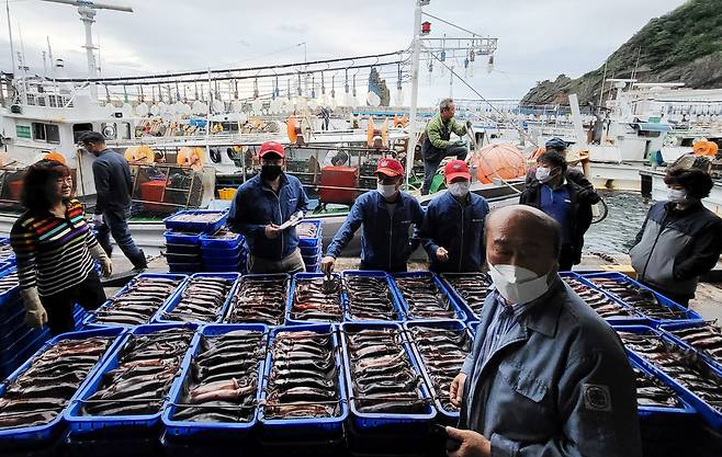 코로나 19가 기승을 부릴 당시 채낚기 어선 한척이 잡은 오징어 위판량. /김두한 기자