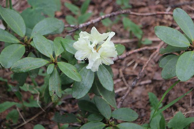 백두산 노랑만병초.