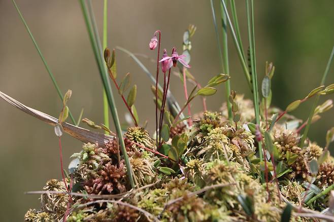 백두산 넌출월귤.