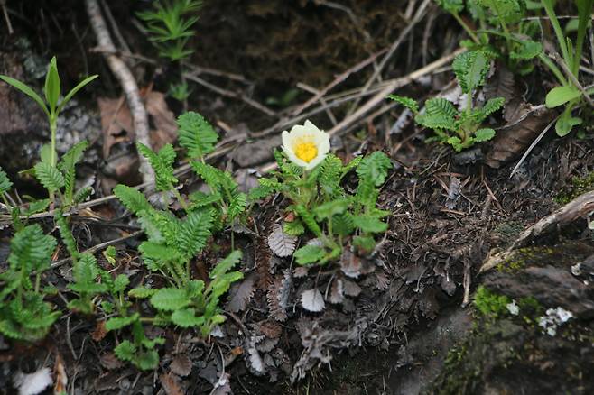 백두산 담자리꽃나무.