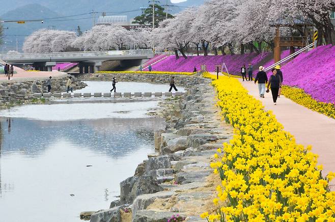 순창 양지천 꽃잔디길 모습. 순창군 제공