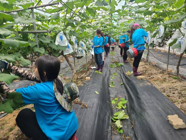 ▲외국인 유학생의 김제지역 포도농장 농활 장면 ⓒ프레시안