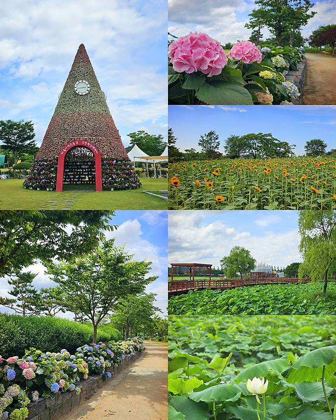 제28회 무안연꽃축제가 26-29일까지 일로읍 회산백련지에서 열린다. 사진은 태권V·뽀로로 등 인기 캐릭터 유등 캐릭터존과(사진 上) 회산 백련지 전경. <무안군 제공>