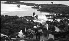 사진: 고광민, 1995년-파도에 밀려온 풍조를 건지고 있는 모습