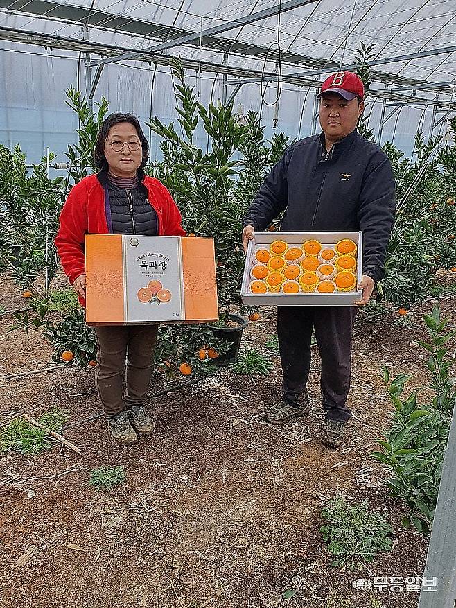 지난해 2월 곡성군 겸면 운교리 소재 한 농장에서 천혜향을 수확한 장면. 무등일보 DB