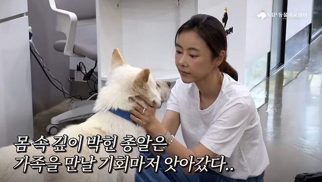 동물단체 ‘도그어스플래닛’은 백구 ‘귀동이’의 해외입양을 진행하다가 건강검진 과정에서 몸속에 수십 여개의 총알 파편을 발견했다. 유튜브 갈무리