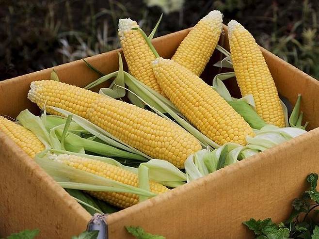 일류농사꾼 국내산 햇 초당옥수수