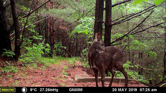 모니터링 카메라에 잡힌 사향노루 수컷의 모습. 국가유산청 제공
