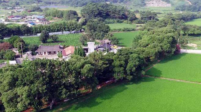 국가유산청이 국가지정유산 천연기념물로 지정 예고한 전북 고창군 성송면 하고리 삼태마을숲. 마을을 감싸안듯 군락을 이루고 있다. 고창군 제공