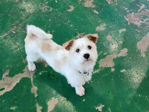 국내 반려견 수는 500만 마리에 육박하고 있다.