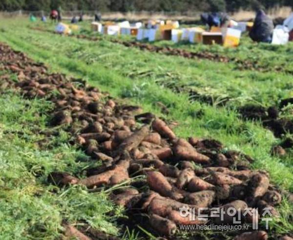 기후위기가 심화되면서 당근 재배에서는 파종 시기를 전후한 피해가 반복적으로 나타나고 있다. 사진은 구좌읍 지역 당근 수확 현장.