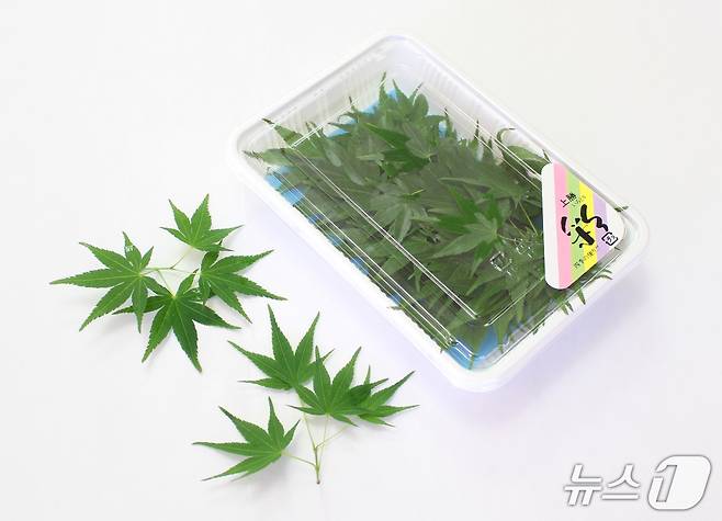 일본 전국으로 납품되는 가마카쓰 잎사귀(IRODORIco,ltd 제공)