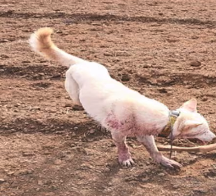 A씨가 훈련시킨 진돗개가 야생동물을 사냥하고 있는 모습. 제주도 자치경찰단