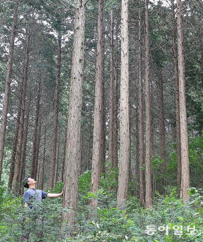 22일 서승욱 씨(55)가 전남 순천시 외서면 백이산에 있는 편백나무를 살펴보고 있다. 서 씨는 75ha 넓이의 숲에서 편백나무 25만 그루를 키운다. 이를 통해 친환경 제품 30여 개를 직접 제작하면서 연간 1억 원의 매출을 올리고 있다. 순천=김태영 기자 live@donga.com