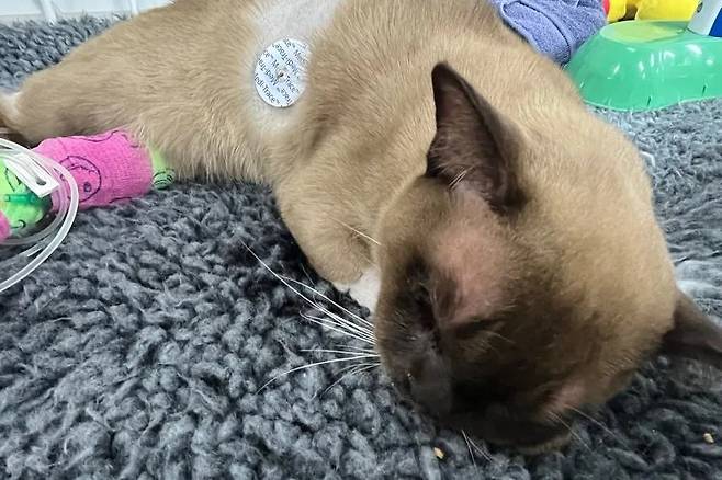 호주에서 생후 9개월 된 고양이가 세탁기 안에서 1시간가량 갇혀 찬물과 세제가 순환되는 세탁 과정을 견디며 중태에 빠졌지만, 즉시 병원 치료를 받아 건강을 대부분 회복했다. 전문가들은 드럼세탁기 사용 전 내부 확인의 중요성을 강조했다. 세탁기 속에 들어갔음에도 살아남은 고양이 파블로. (사진=SASH) 2025.6.26 뉴시스