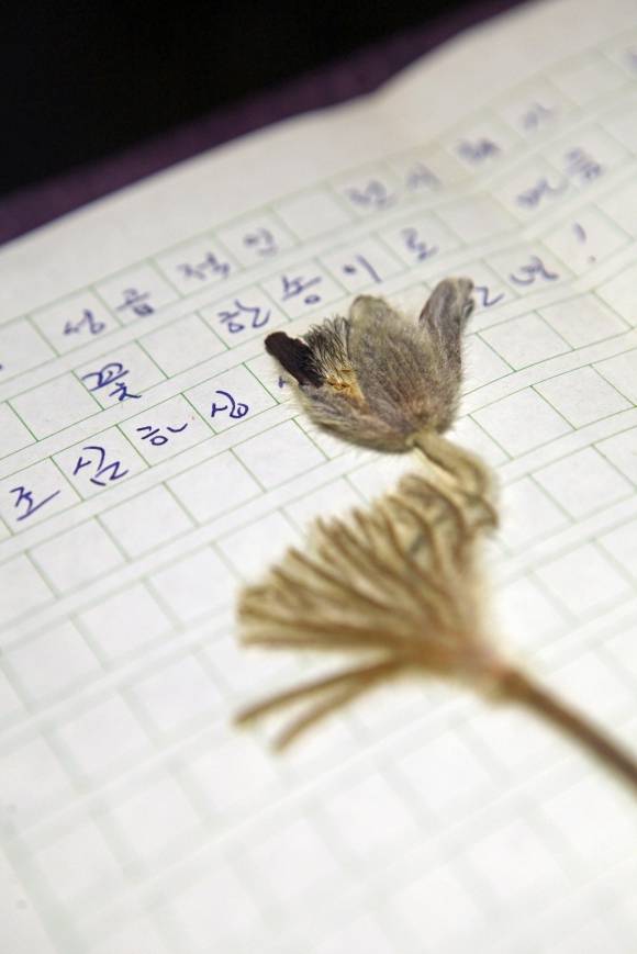 문학평론가 정현기가 황주리에게 보낸 편지 속 할미꽃. 그 시절 편지에는 그림이나 말린 꽃 등을 동봉해 마음을 전했다.