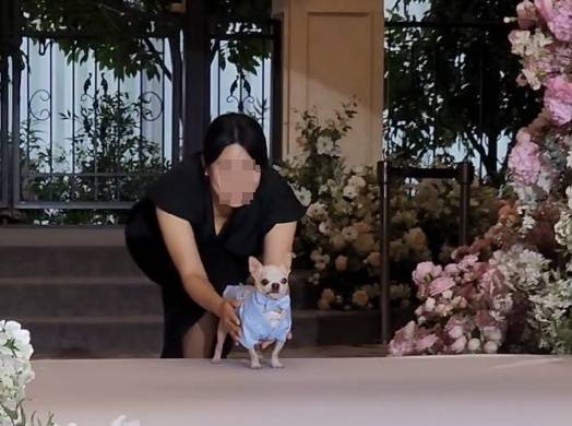 지난 8일 서울 용산구의 결혼식장에서 화동으로 등장한 치와와 '나롱이' ⓒ 뉴스1 한송아 기자