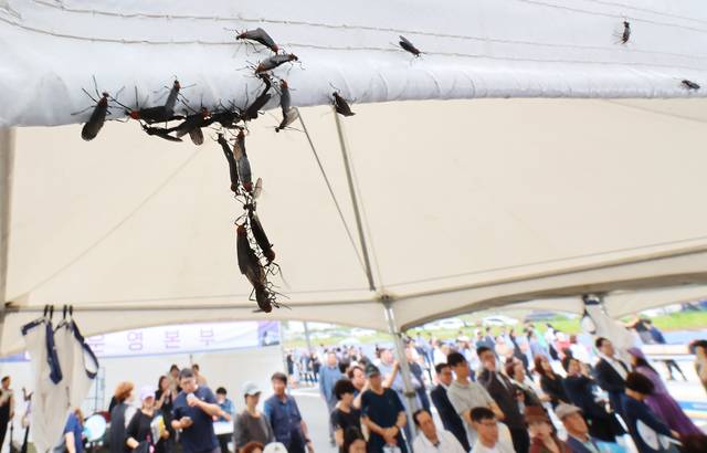 장마가 시작되며 서울과 인천, 경기 등 수도권에 러브버그(붉은등우단털파리)가 기승을 부리고 있는 가운데 27일 인천 서구 신검단중앙역에서 열린 인천도시철도 1호선 검단연장선 개통기념식장 텐트에 러브버그들이 몰려들어 붙어 있다. 연합뉴스