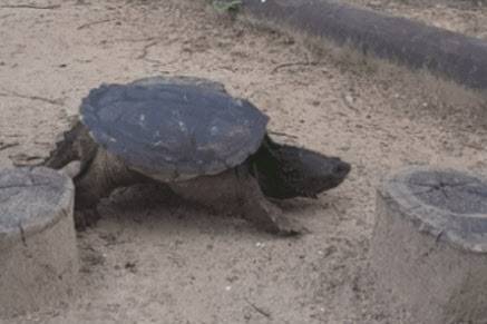 부평 한 공원에 출몰한 대형 늑대 거북 (사진=연합뉴스)
