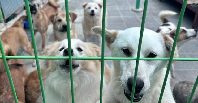 유기동물들이 동물보호소에서 입양자를 기다리고 있다. 동물복지문제연구소 어웨어 제공