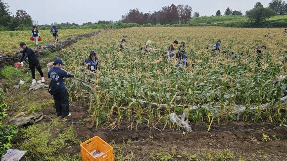 지난 25~26일 호남대학교 총동아리연합회 소속 학생 62명이 애월읍 신엄리 초당옥수수·단호박 농장에서 비닐 제거 작업을 하고 있다. 제주도 제공