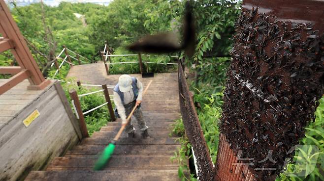 6월 30일 오후 인천 계양구 계양산 정상에 붉은등우단털파리(러브버그) 무리가 대량 출몰한 가운데 계양구청 공원녹지과 산림보호팀 관계자들이 방역 작업을 하고 있다. 2025.6.30/뉴스1 ⓒ News1 김진환 기자