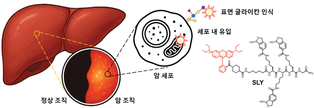 글라이칸 인식을 통한 SLY 프로브의 간암 조직 형광 염색 모식도. 포스텍 제공