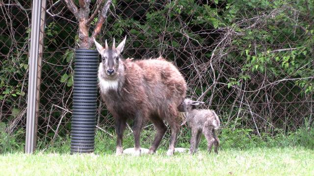 ▲ 올해 네 번째로 태어난 암컷 새끼 산양과 어미 산양.