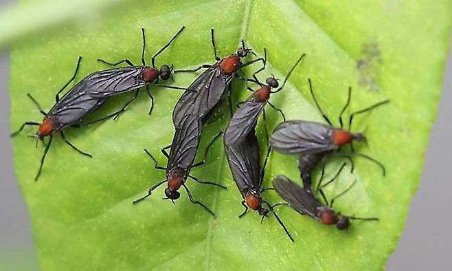 붉은등우단털파리(러브버그). 연합뉴스