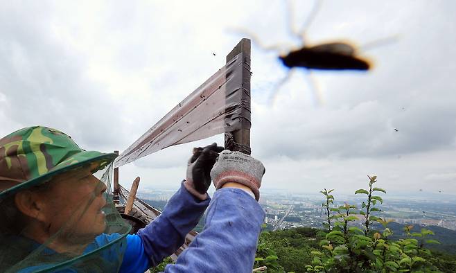 6월 30일 오후 인천 계양구 계양산 정상에 붉은등우단털파리(러브버그) 무리가 대량 출몰한 가운데 계양구청 공원녹지과 산림보호팀 관계자들이 방역 및 날벌레 트랩을 설치하고 있다. 뉴스1