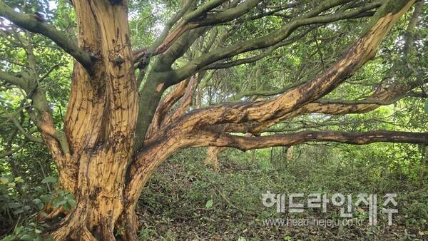 껍질이 도려내어진 후박나무 박피 현장. (사진=제주자연의벗)