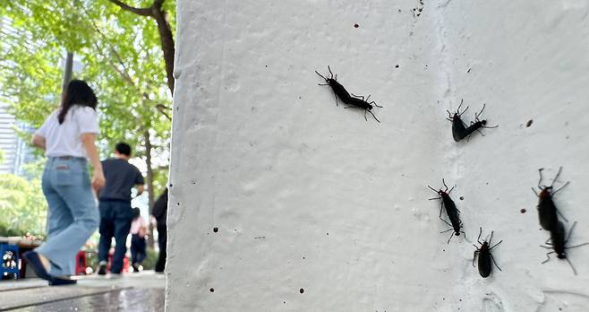 일명 '러브버그'로 알려진 붉은등우단털파리가 수도권 도심 곳곳에서 기승을 부리고 있다./뉴스1