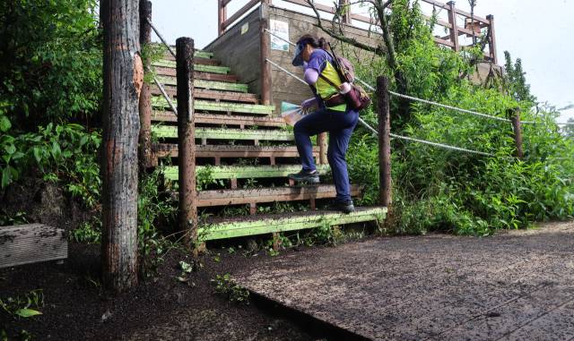 계양산 정상 점령한 러브버그. 연합뉴스